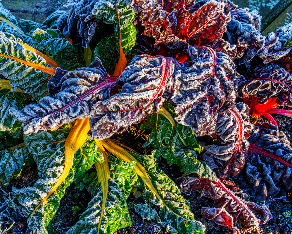 Swiss Chard: Bright Lights *Overstock*