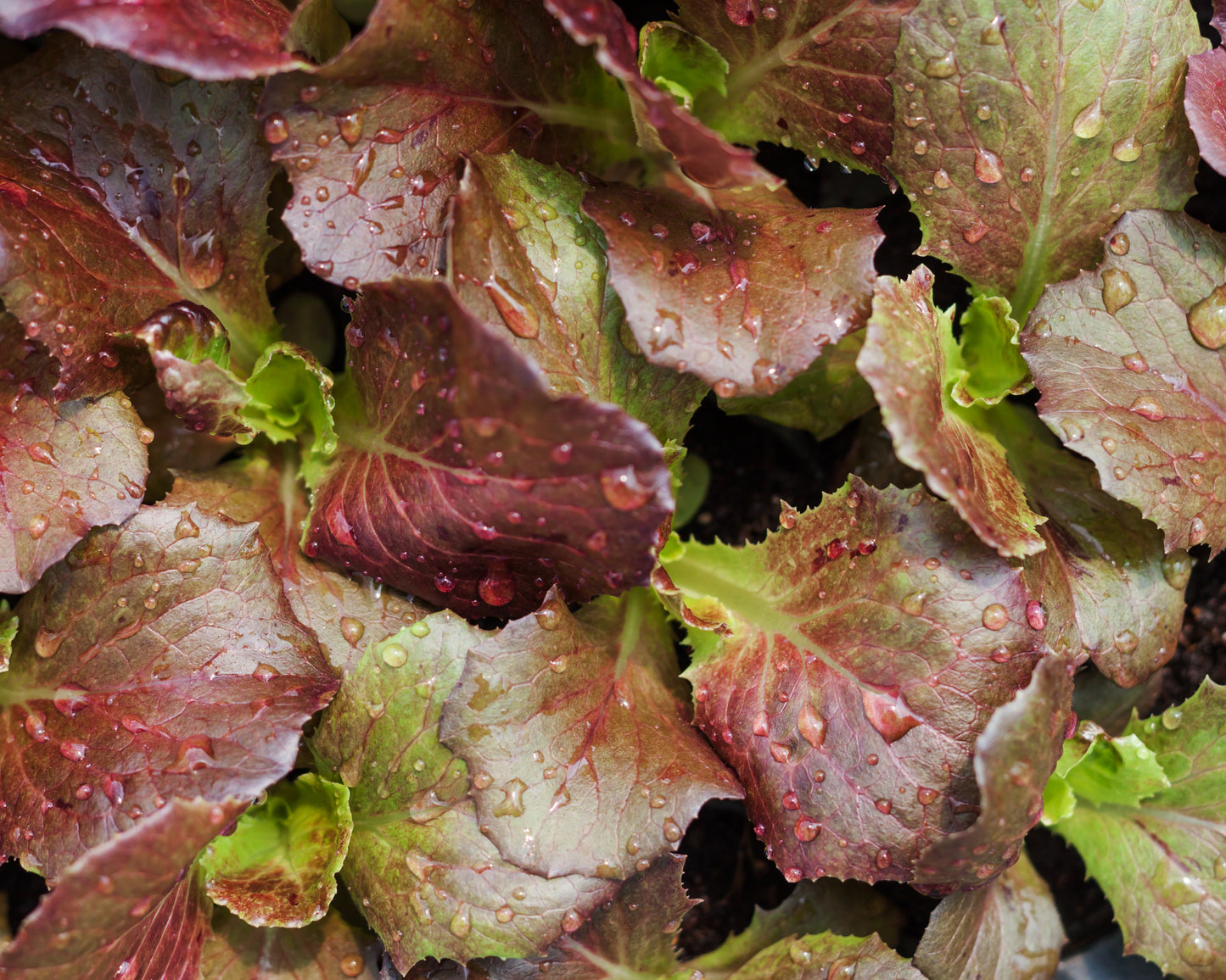 Lettuce: Bronze Mignonette