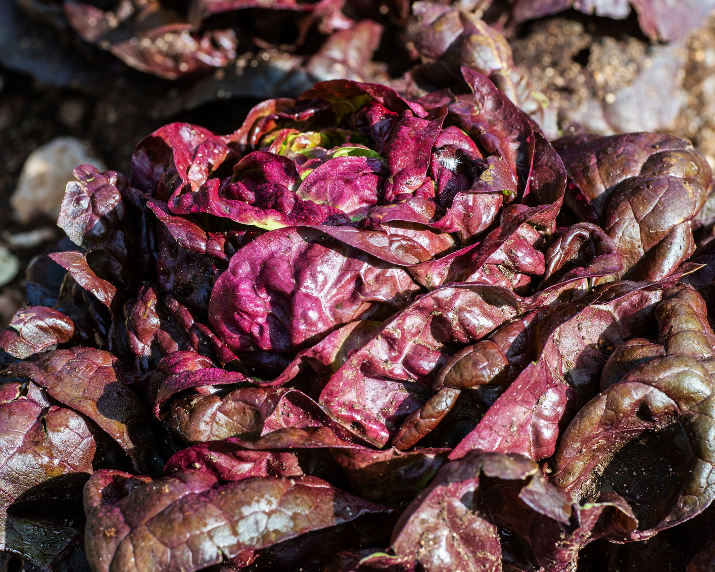 Lettuce: Bronze Mignonette