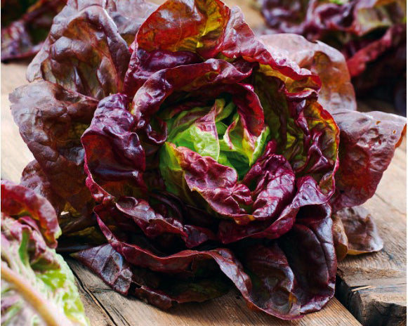Lettuce: Bronze Mignonette