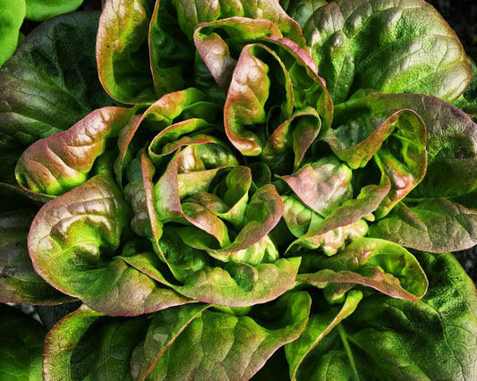 Lettuce: Bronze Mignonette