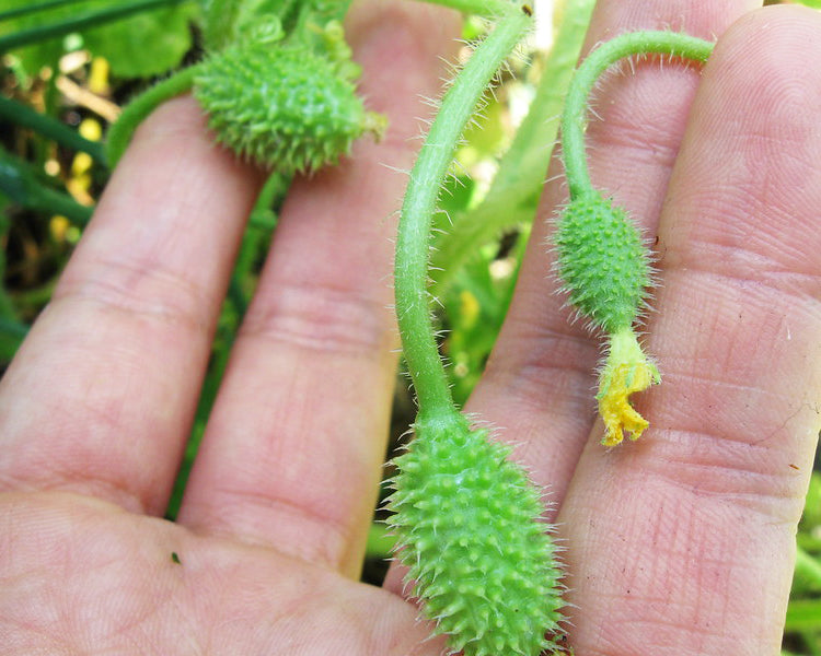 Cucumber: West Indian Burr Gherkin