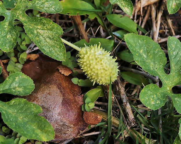 Cucumber: West Indian Burr Gherkin