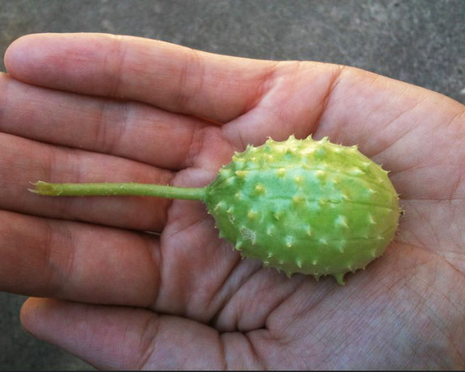 Cucumber: West Indian Burr Gherkin *Overstock*