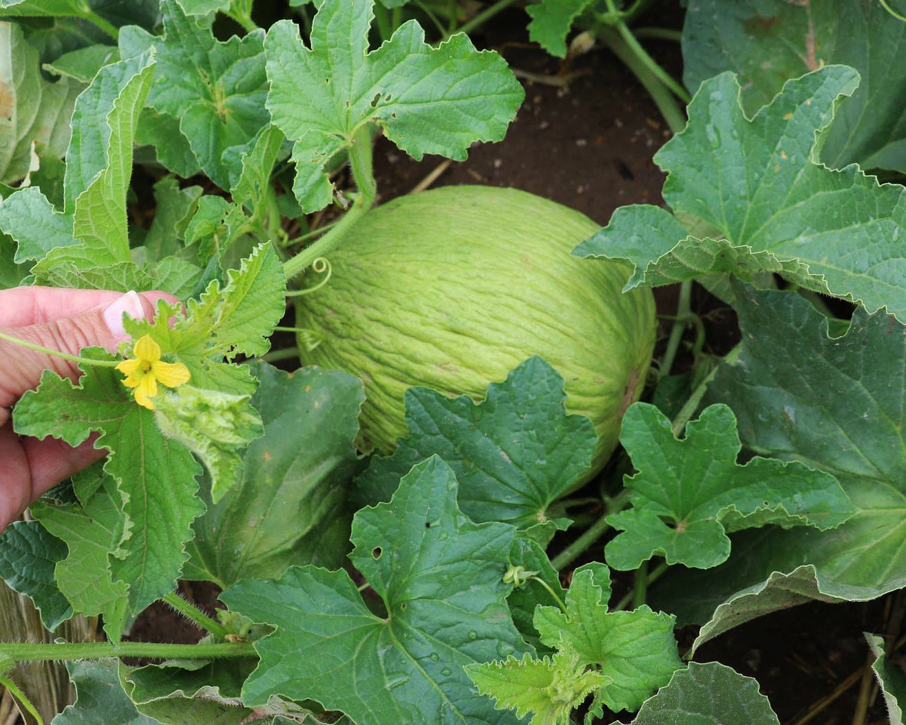 Melon: Golden Beauty Casaba