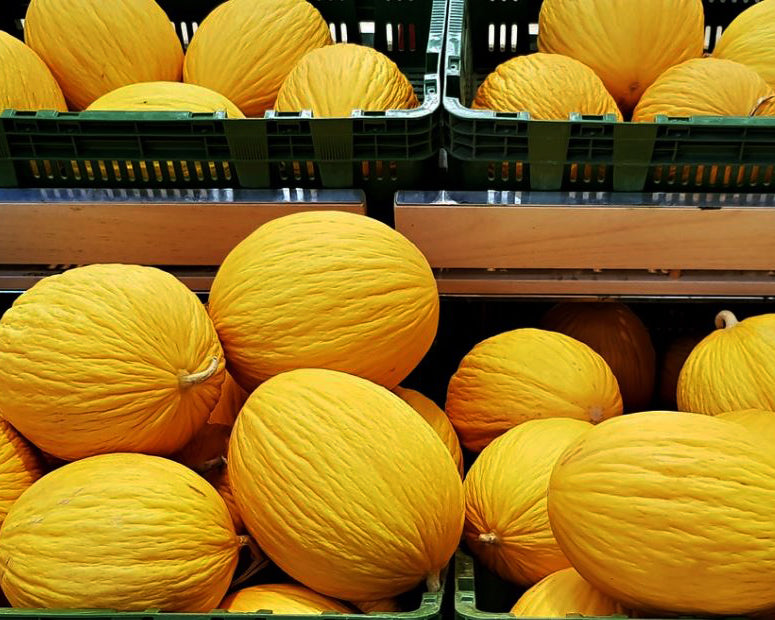 Melon: Golden Beauty Casaba