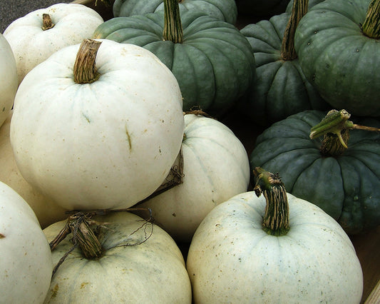 Pumpkin: Casper