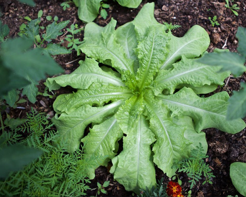 Celtuce: Spring Tower *Discontinue*