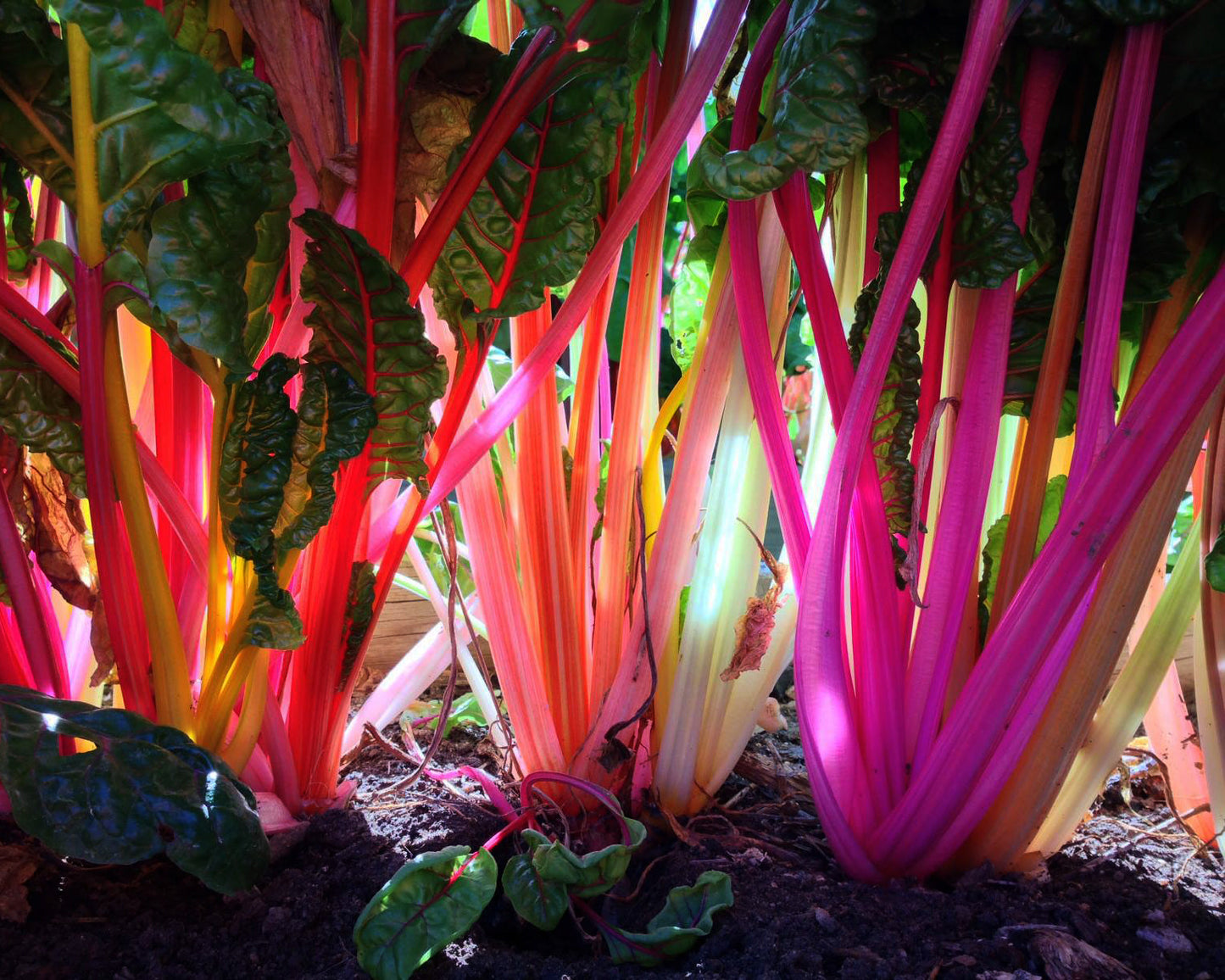 Swiss Chard: Bright Lights *Overstock*