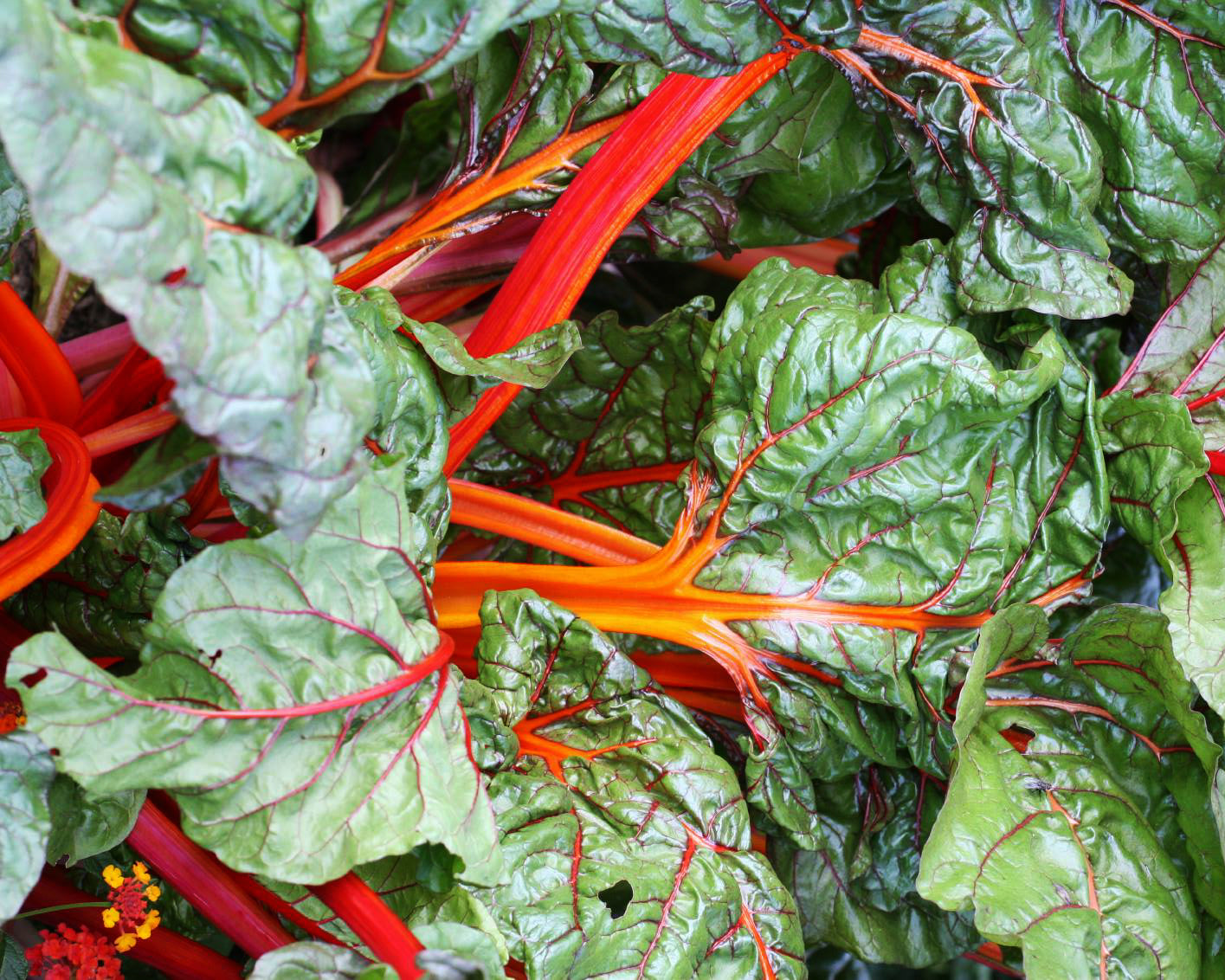 Swiss Chard: Bright Lights