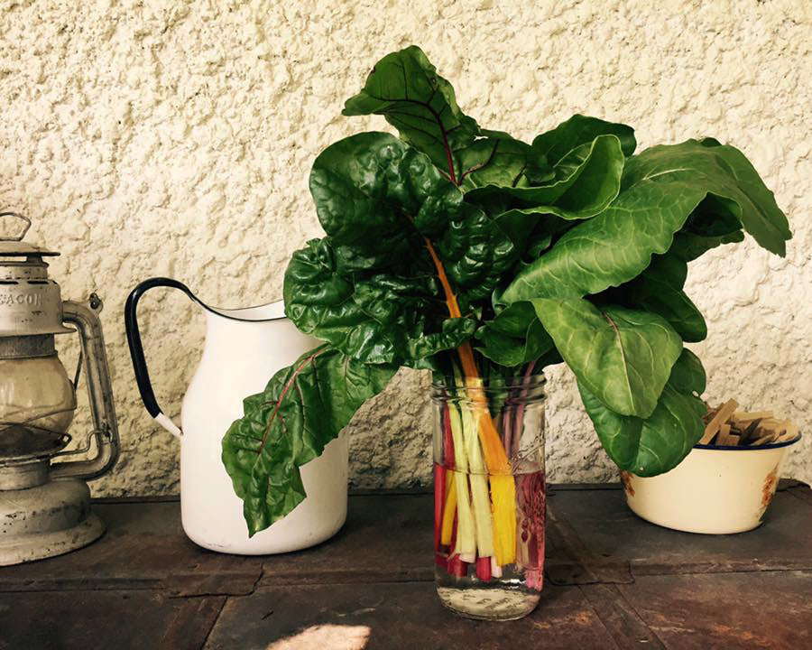 Swiss Chard: Bright Lights