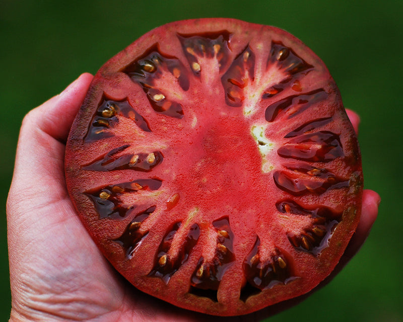 Tomato: Cherokee Purple