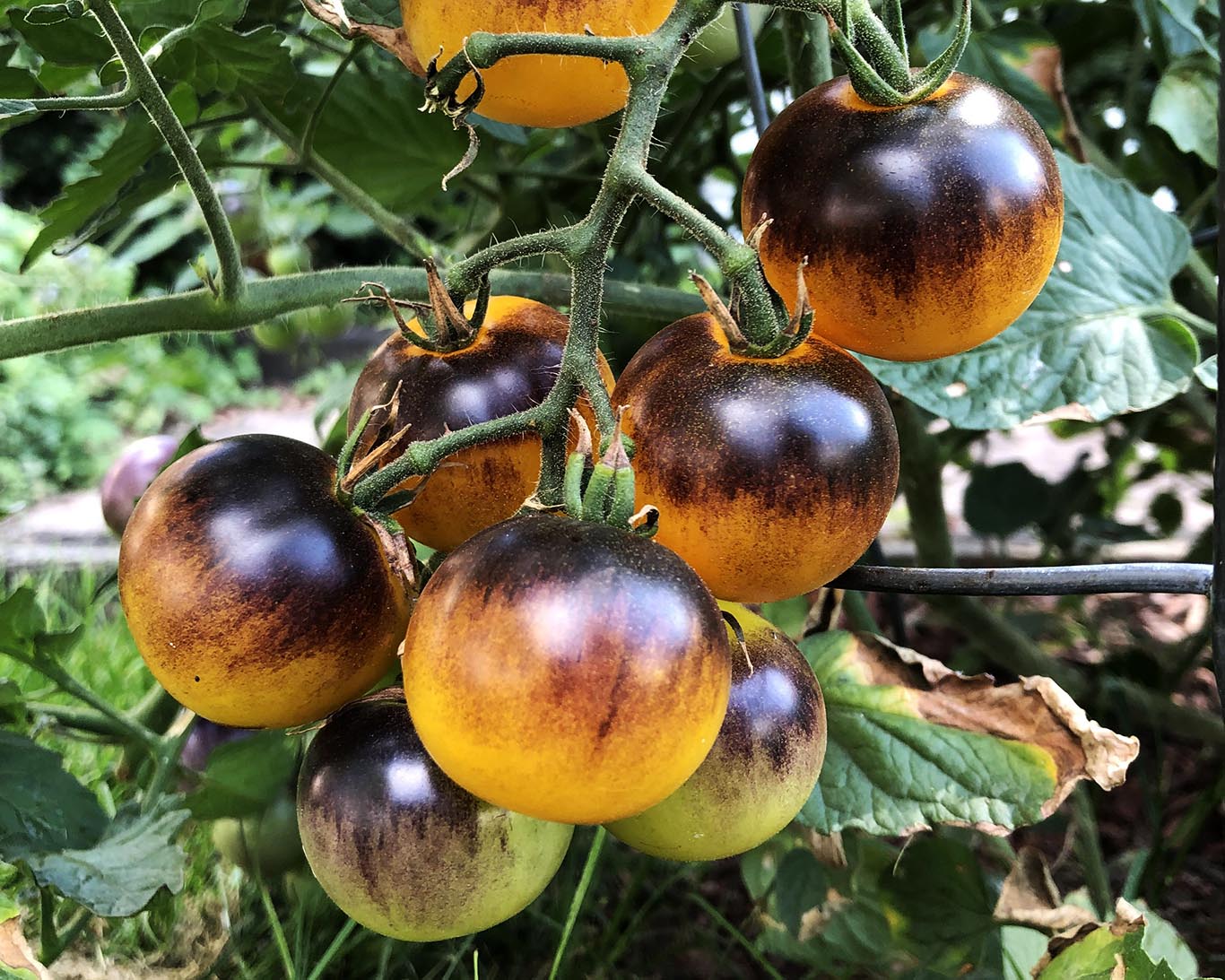 Tomato: Blue Clementine
