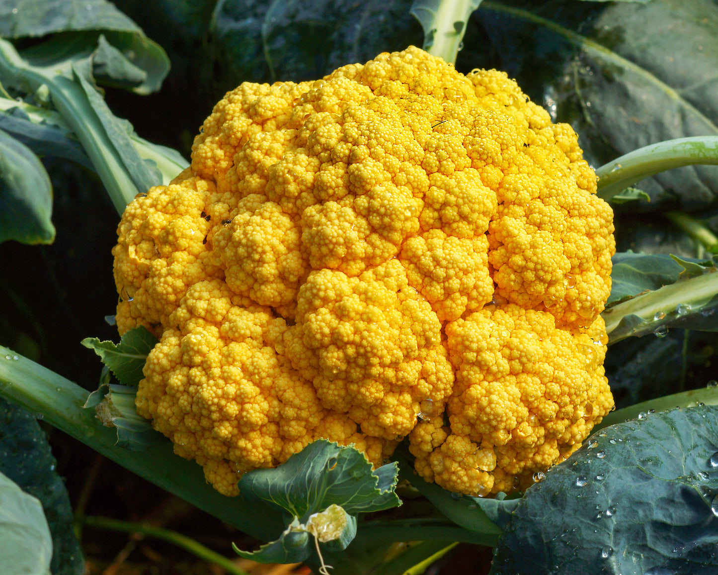 Cauliflower: Clementine