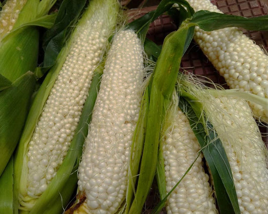 Corn: Sweet Country Gentleman