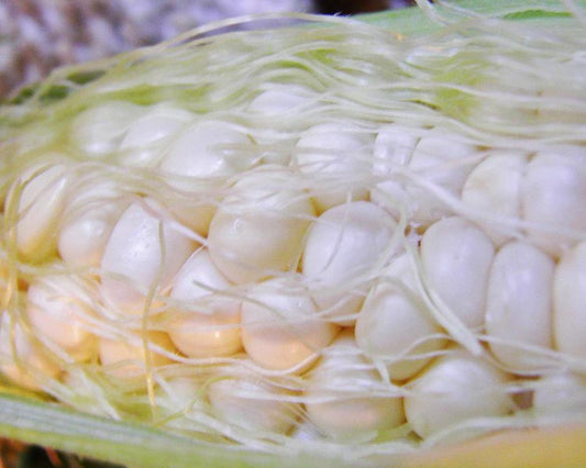 Corn: Sweet Country Gentleman