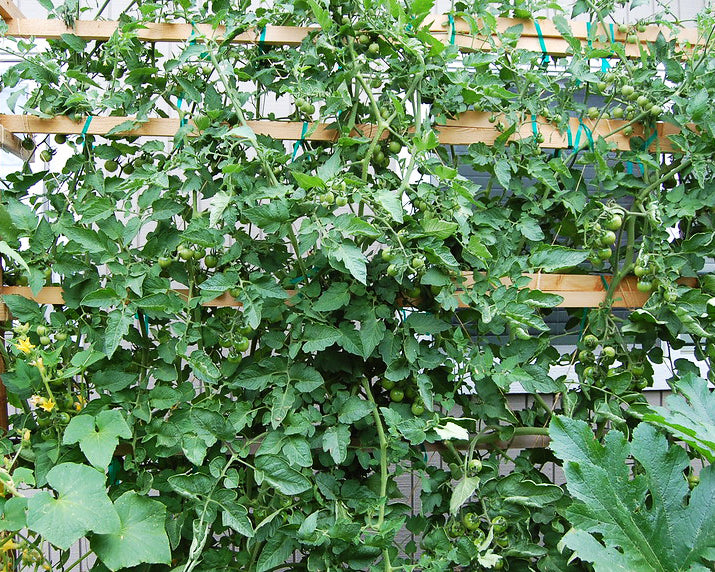 Tomato: Coyote *Overstock*