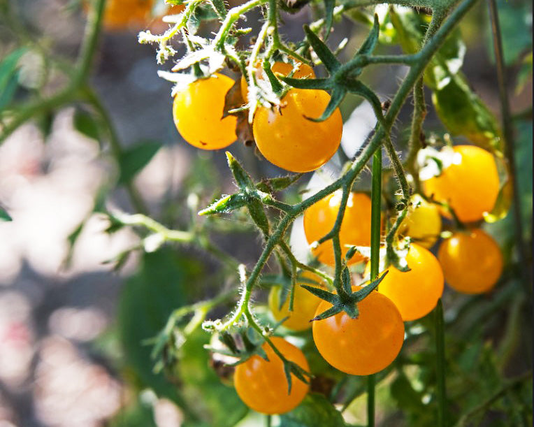 Tomato: Coyote *Overstock*