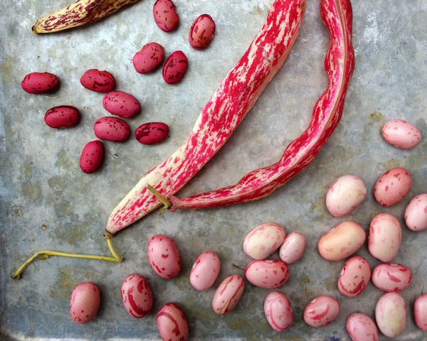 Bean, Bush: Vermont Cranberry