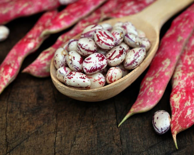 Bean, Bush: Vermont Cranberry