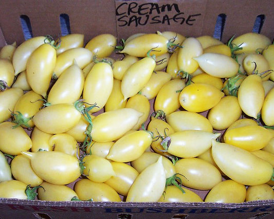 Tomato: Cream Sausage *Overstock*