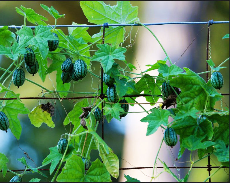 Cucumber: Cucamelon