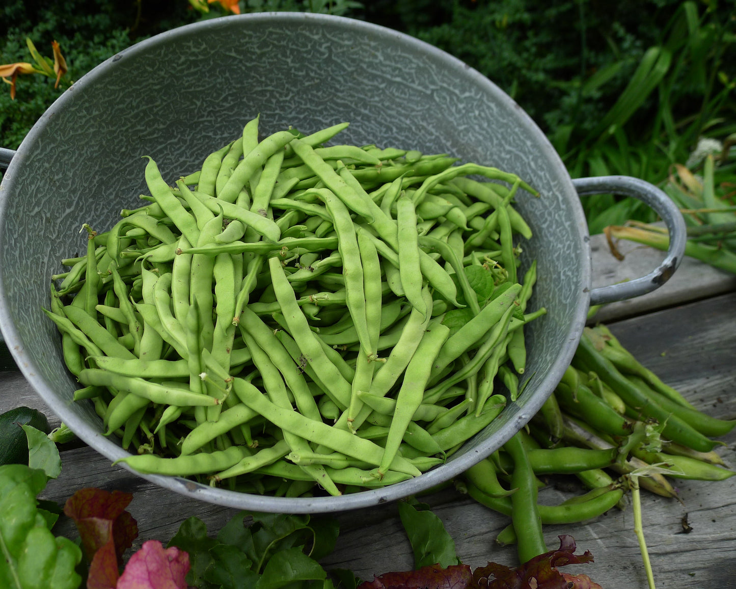Bean, Bush: Tendergreen