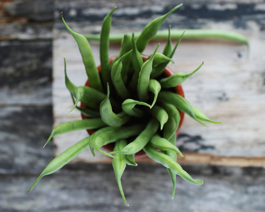 Bean, Bush: Tendergreen