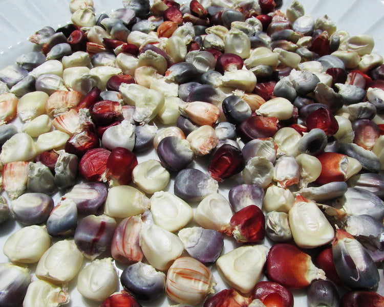Corn: Earth Tones Dent
