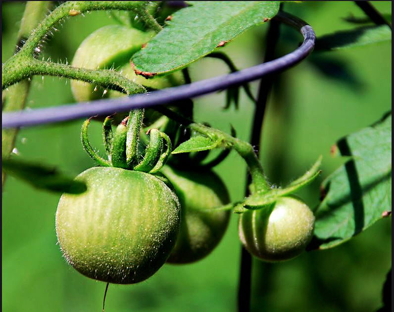 Tomato: Garden Peach