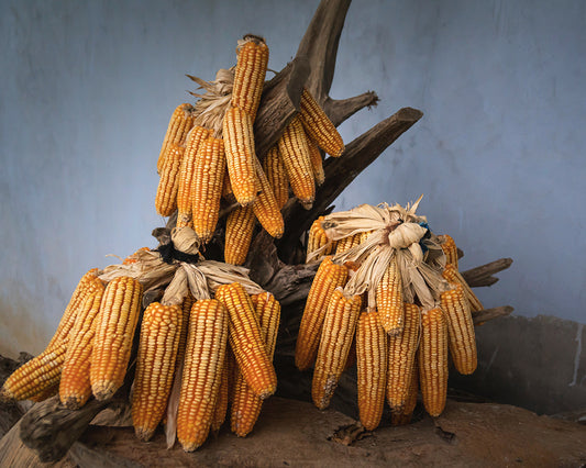 Corn: Golden Bantam Sweet