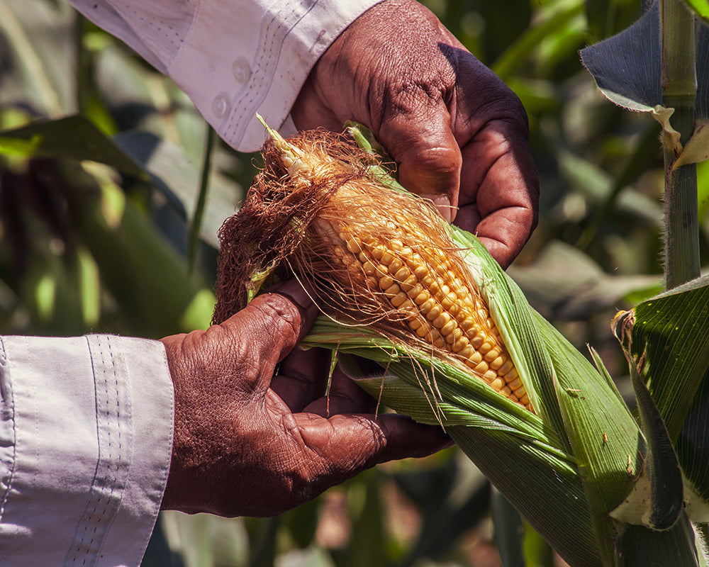 Corn: Golden Bantam Sweet
