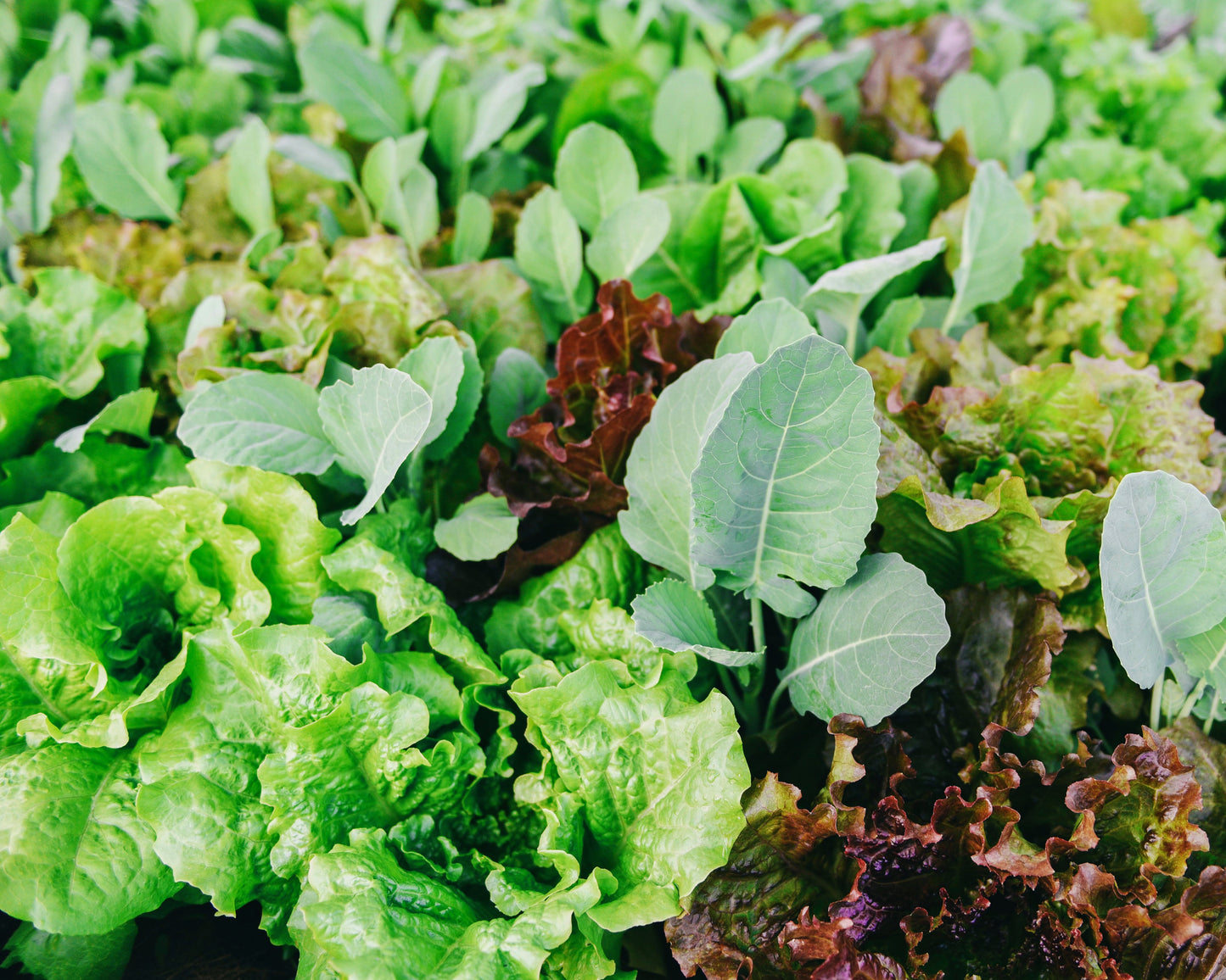 Lettuce: Gourmet Mix *Overstock*