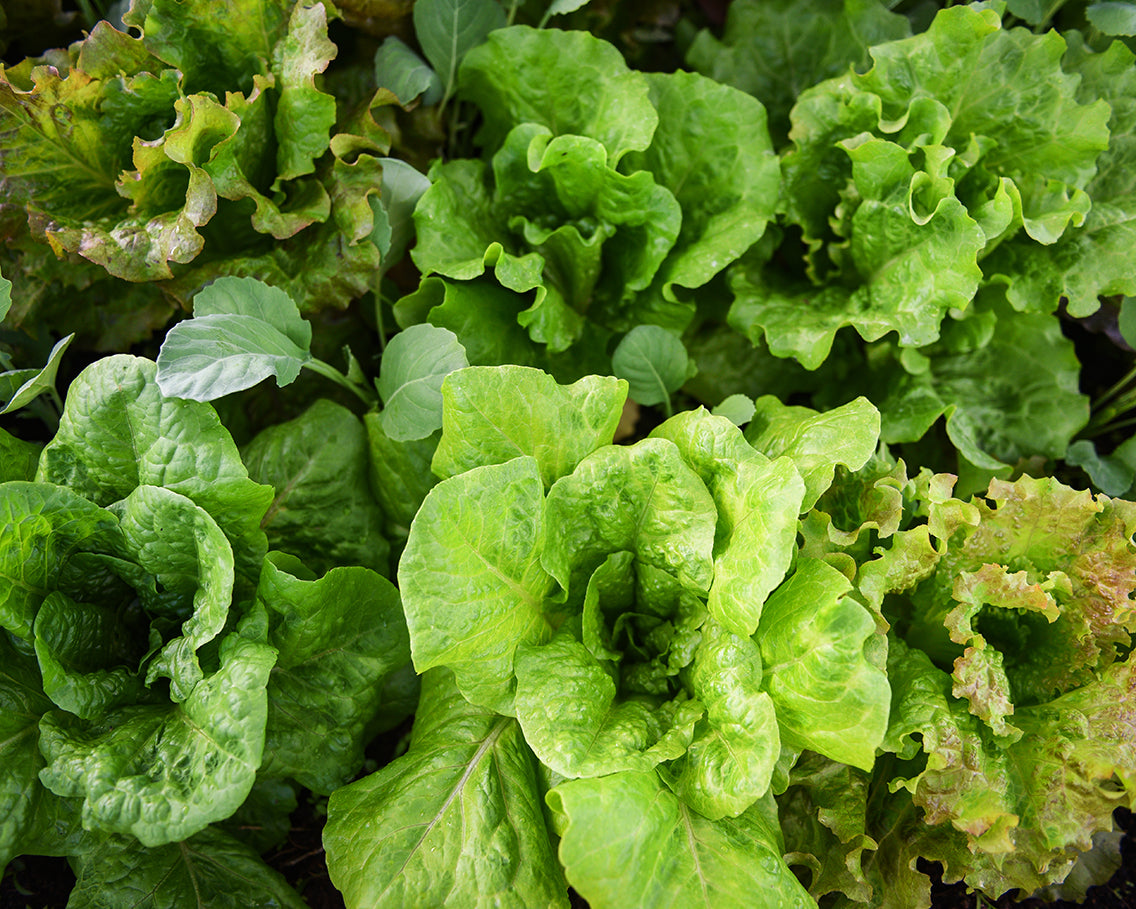 Lettuce: Gourmet Mix *Overstock*