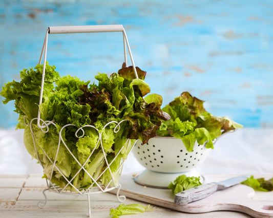 Lettuce: Gourmet Mix *Overstock*