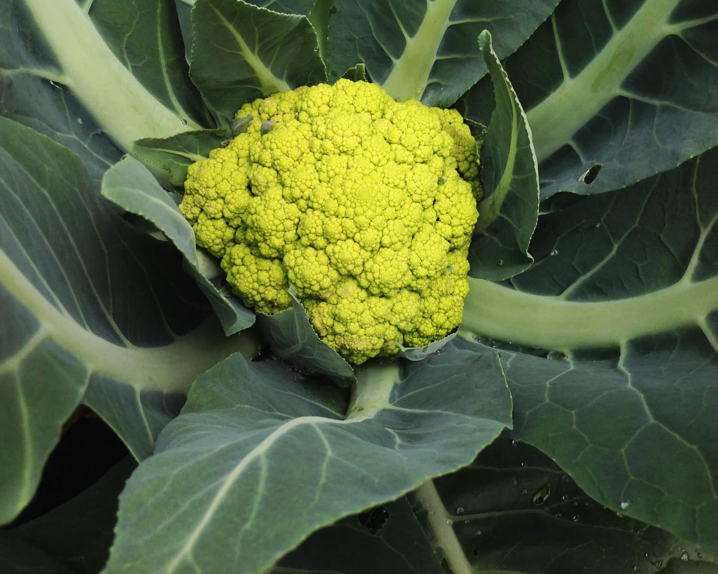 Cauliflower: Green Macerata