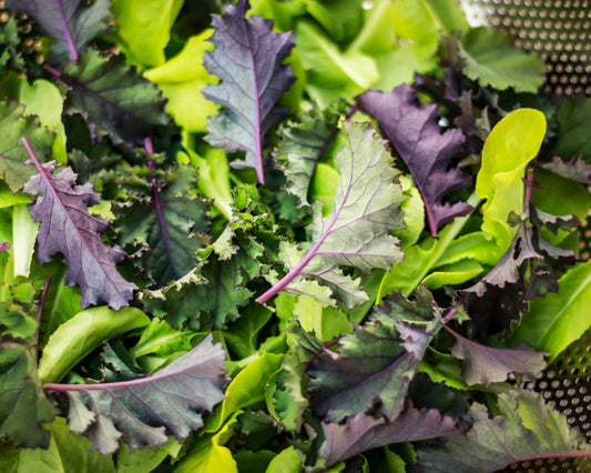 Lettuce: Gourmet Mix *Overstock*