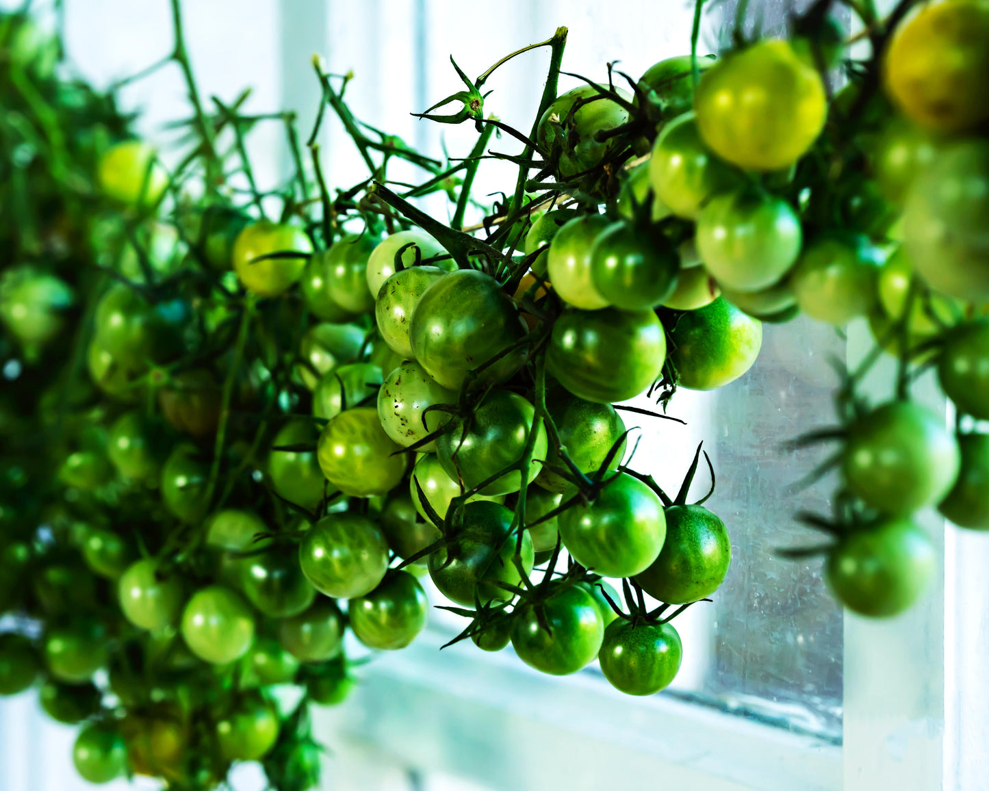 Tomato: Green Zebra Cherry