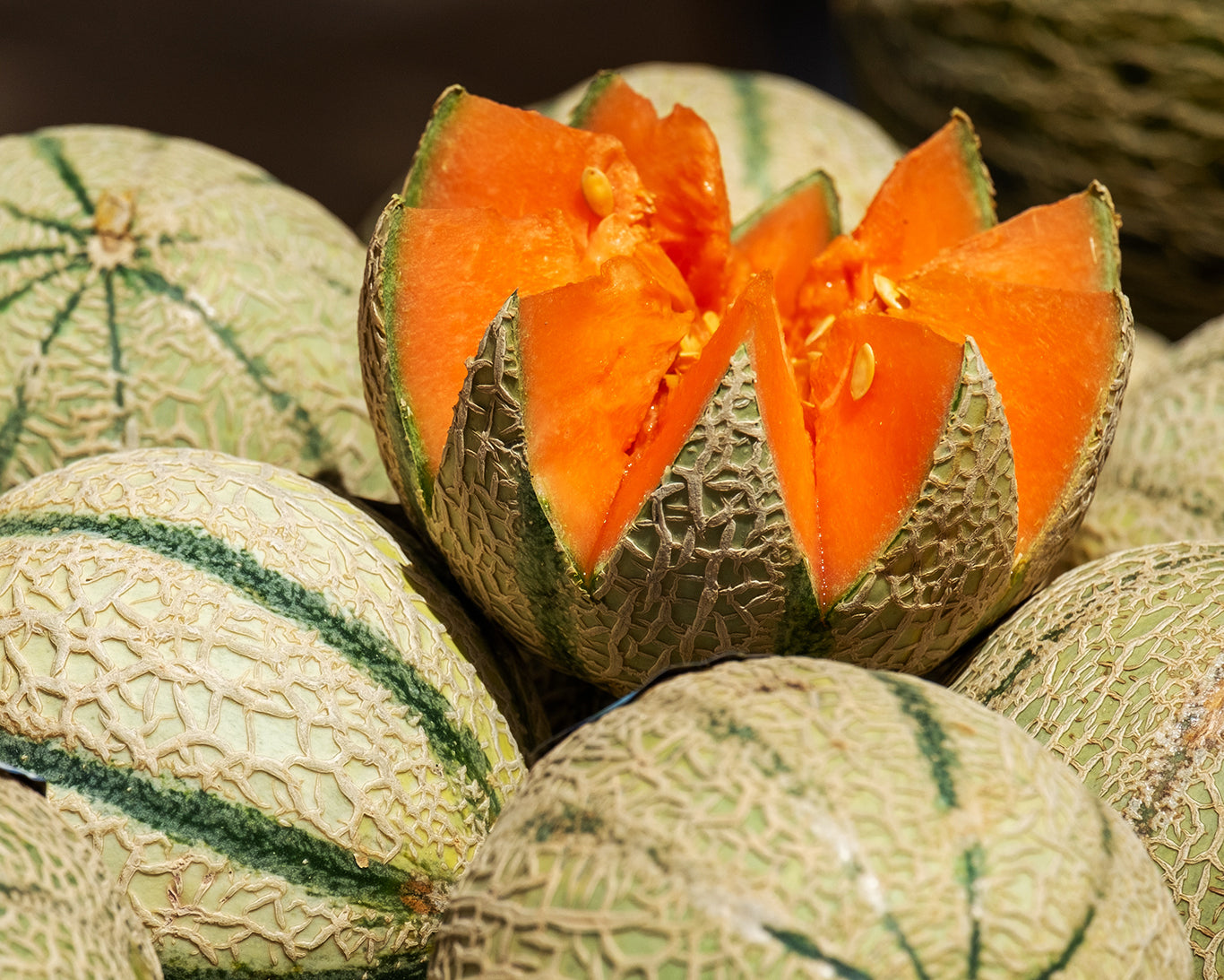 Melon: Hales Best Jumbo