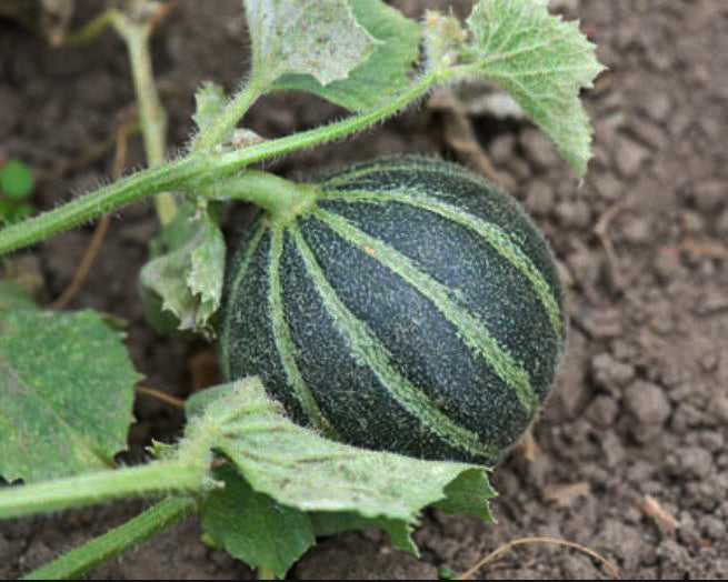 Melon: Ha'Ogen