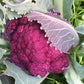Cauliflower: Graffiti Purple (5995894702235) (6091183554715)