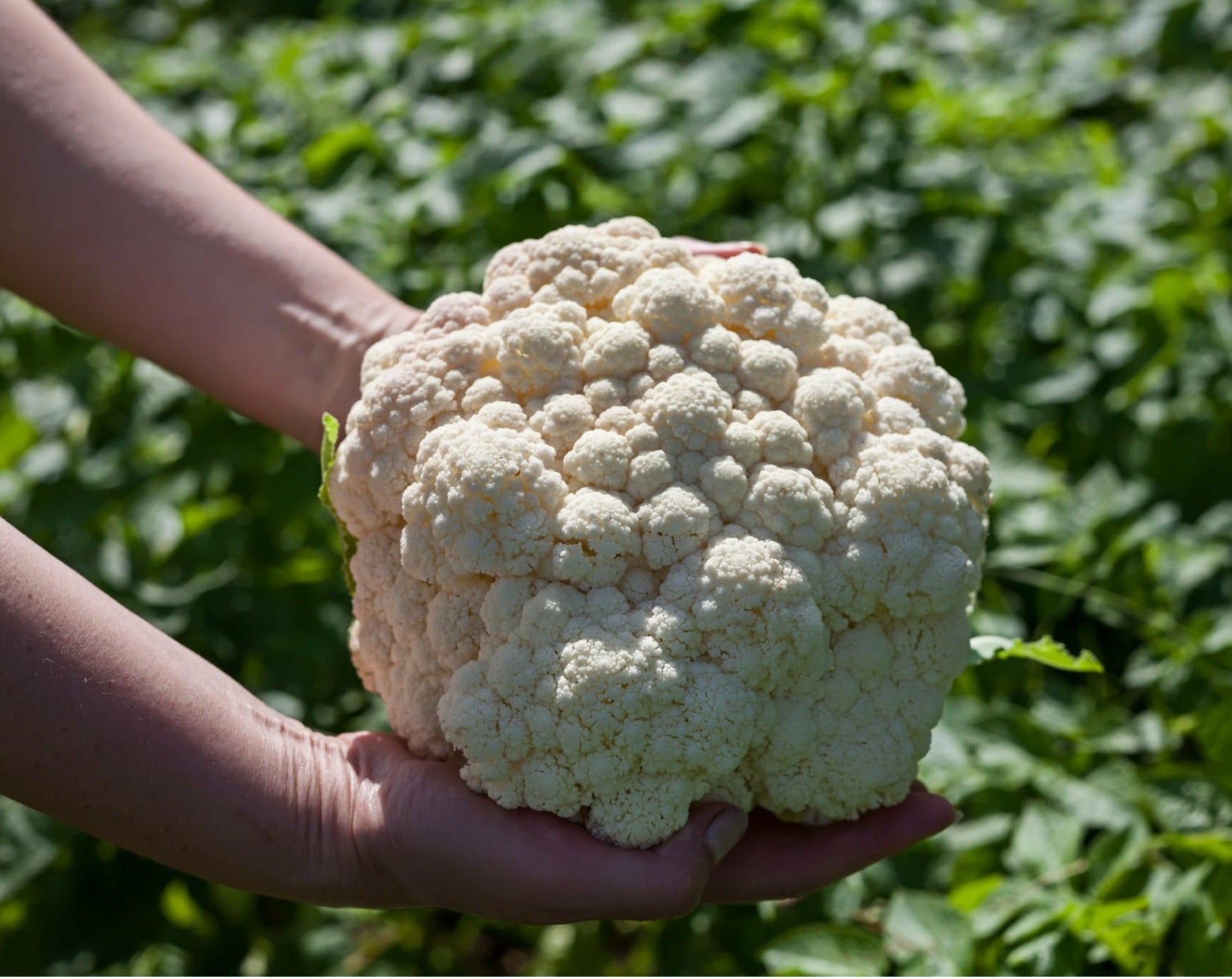 Cauliflower: Snowball (5994729701531) (6091196203163)