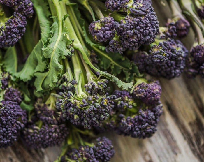 Broccoli : Early Purple (5995959517339) (6091178180763)