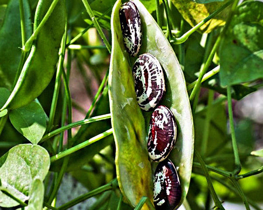 Bean, Lima: Christmas (Jackson Wonder)