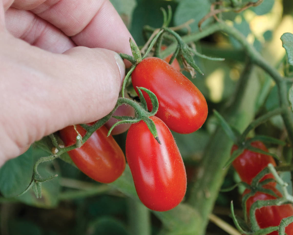 Tomato: Patriot Cherry Mix