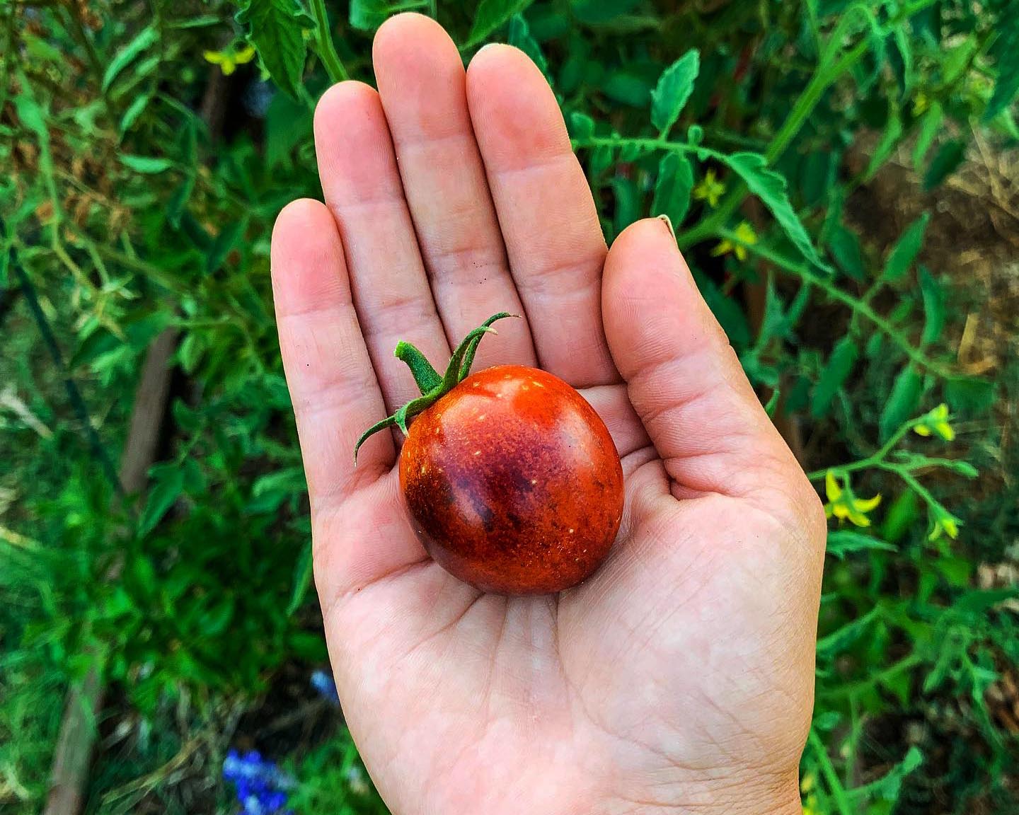Tomato: Kaleidoscopic Jewel