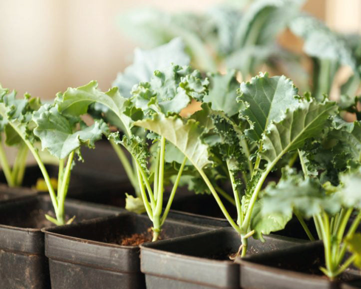 Broccoli: Early Purple