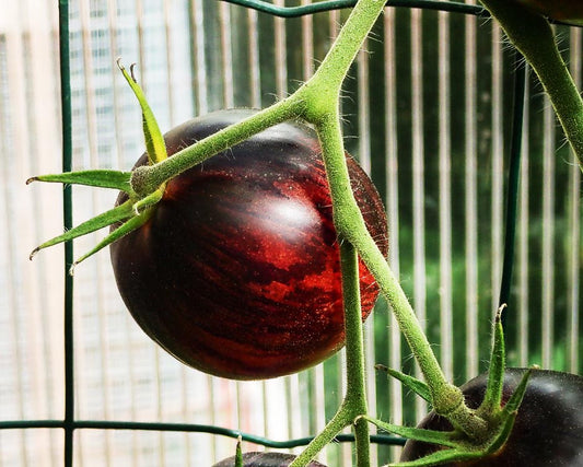 Tomato: Kaleidoscopic Jewel