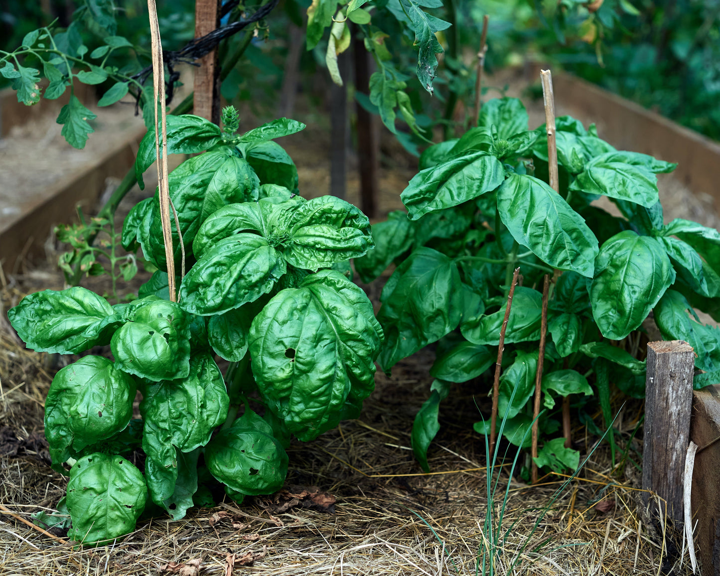 Herb, Basil: Large Leaf Italian *Overstock*
