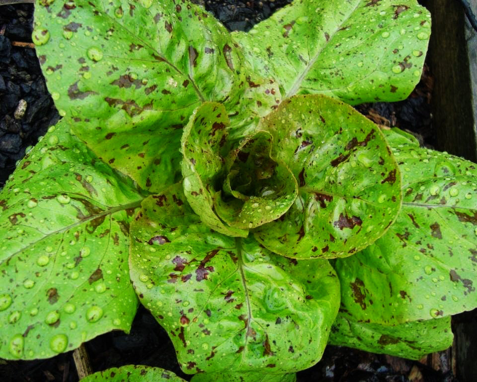 Lettuce: Freckles